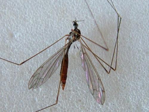 Réf. 263 149 : Dicranomyia sp.